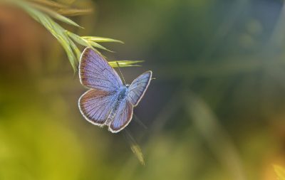 butterfly, insect, animal-6361572.jpg
